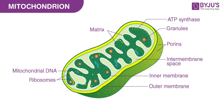 Structure of a Mitochondrion